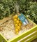 Драже ™ Зеленая Улица  Фундук в глазури со вкусом Лимона 150 гр - фото 8821